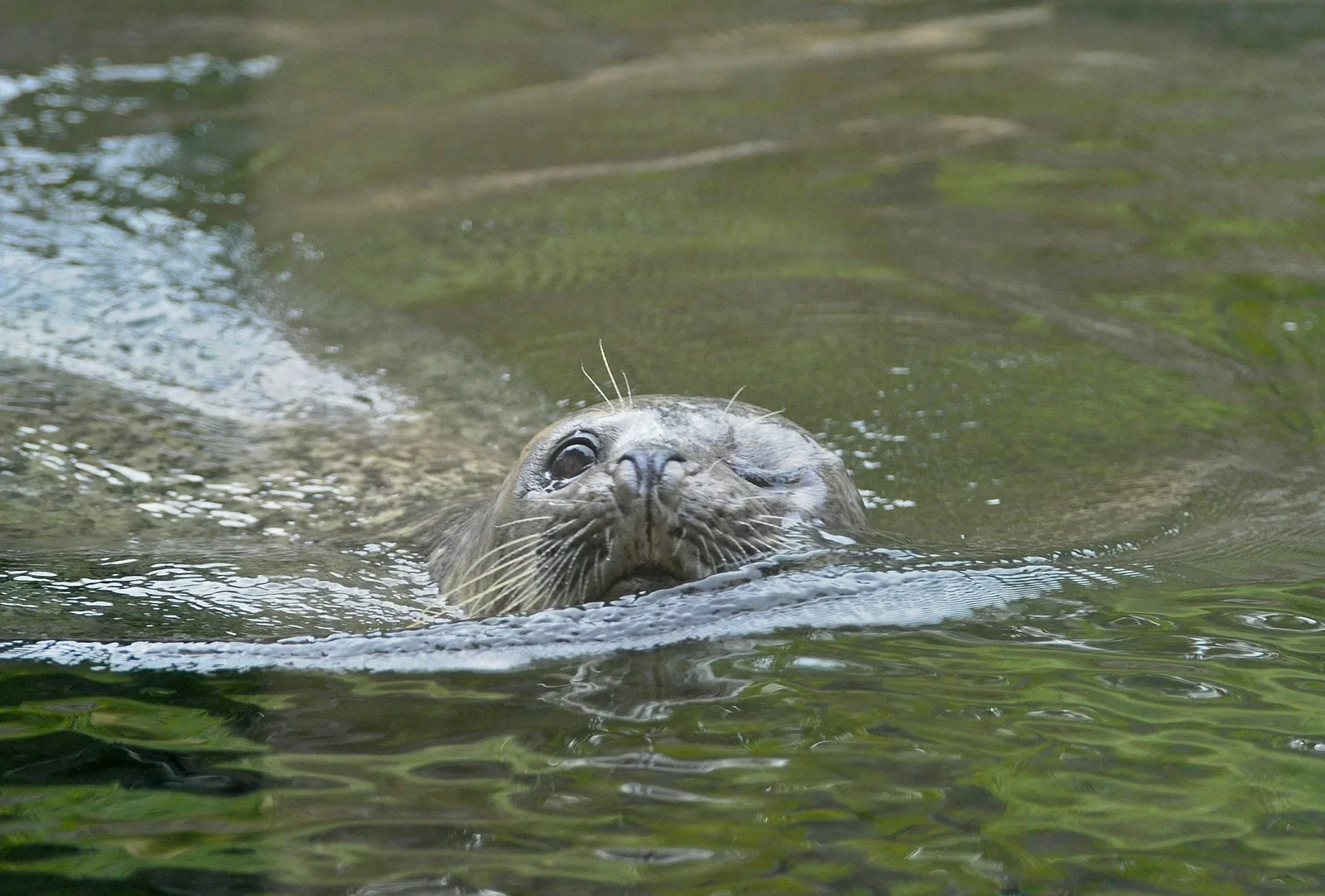 Colchester Zoological Society