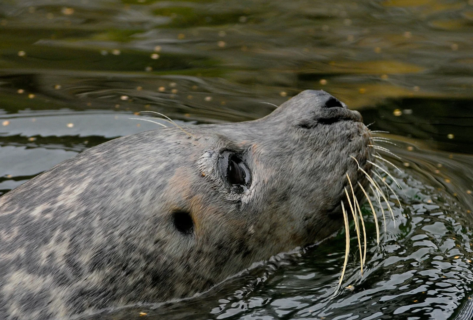 Colchester Zoological Society