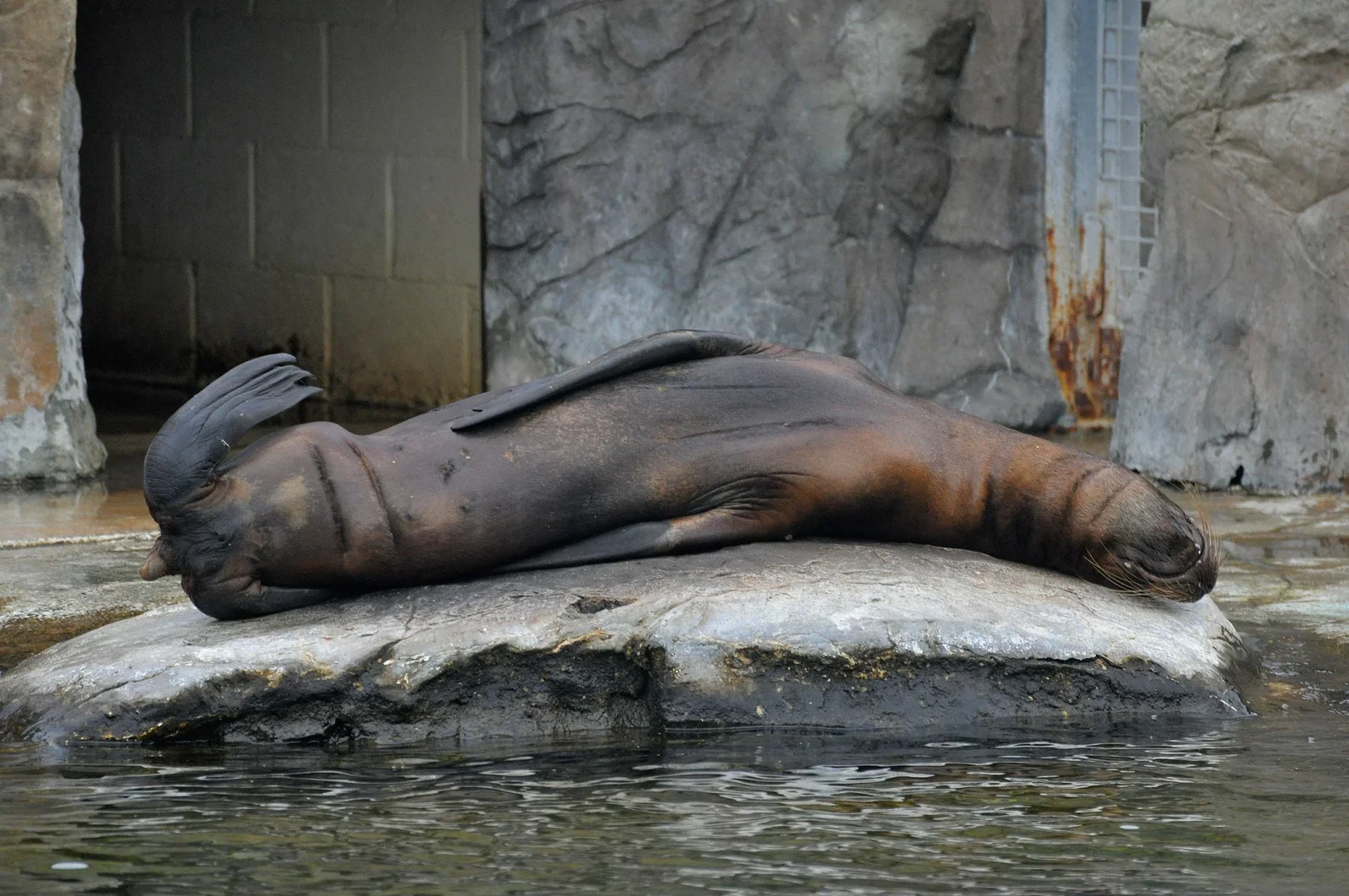 Colchester Zoological Society