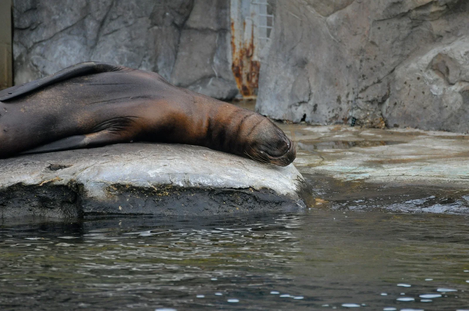 Colchester Zoological Society