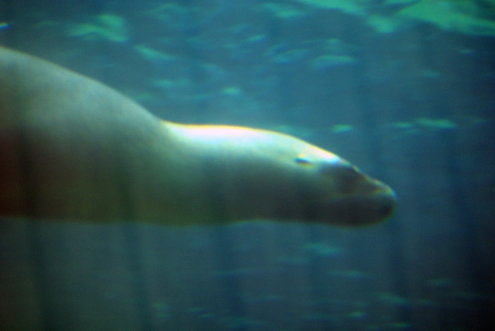 Colchester Zoological Society