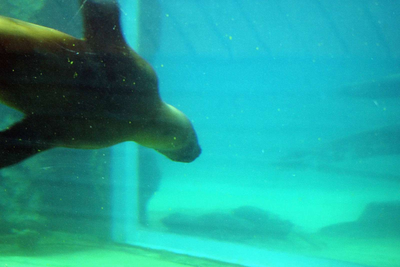 Colchester Zoological Society