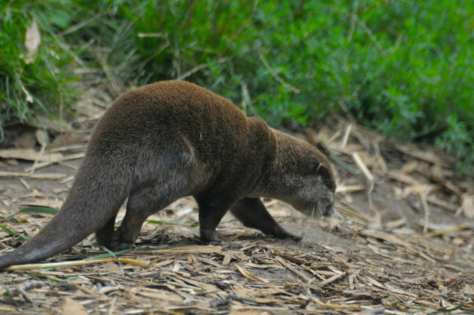 Colchester Zoological Society
