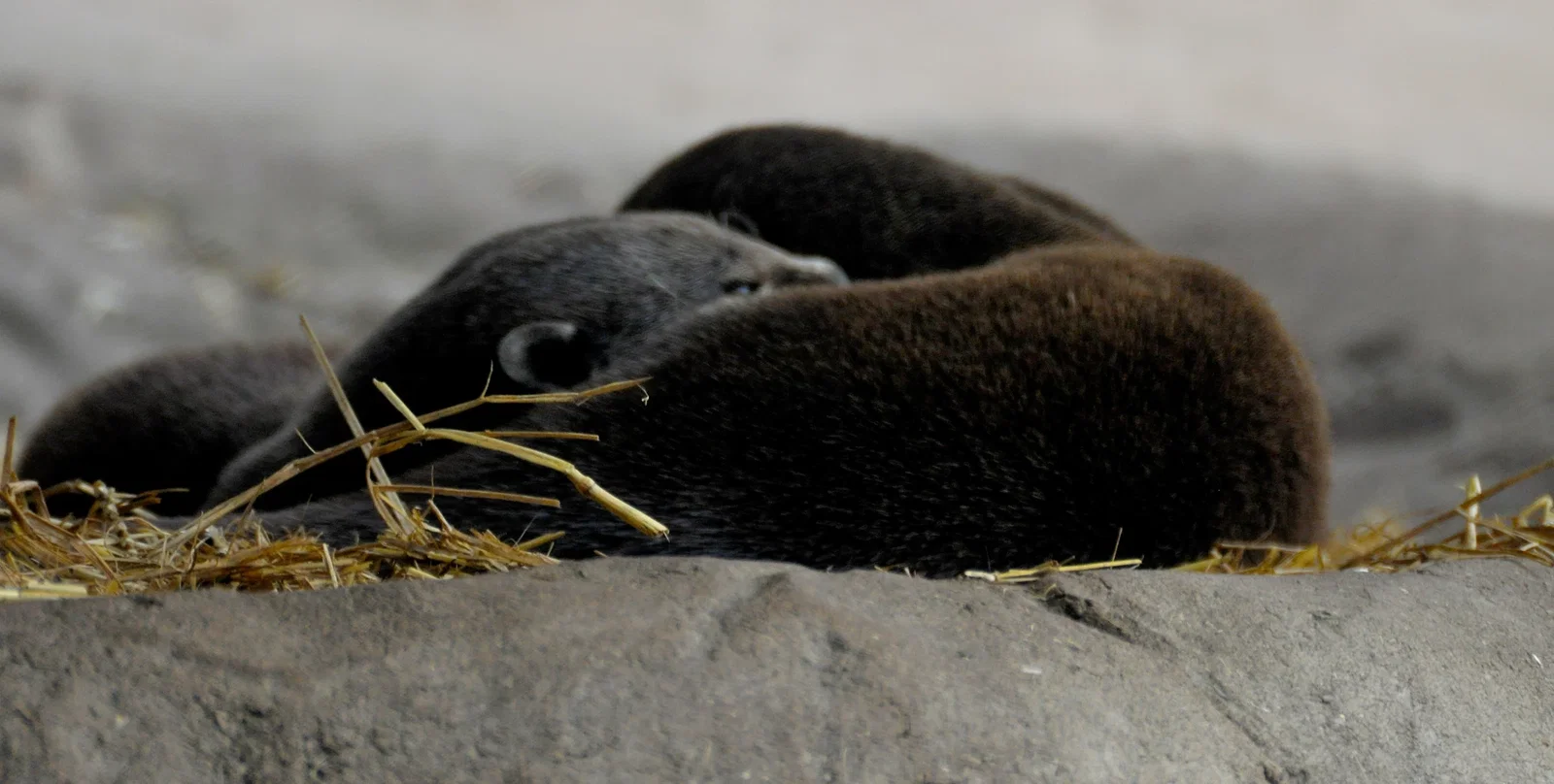 Colchester Zoological Society