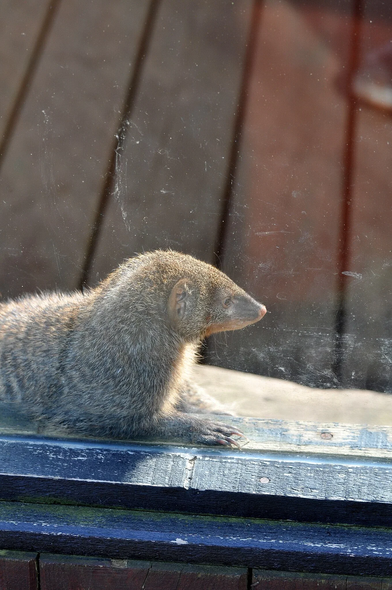 Colchester Zoological Society