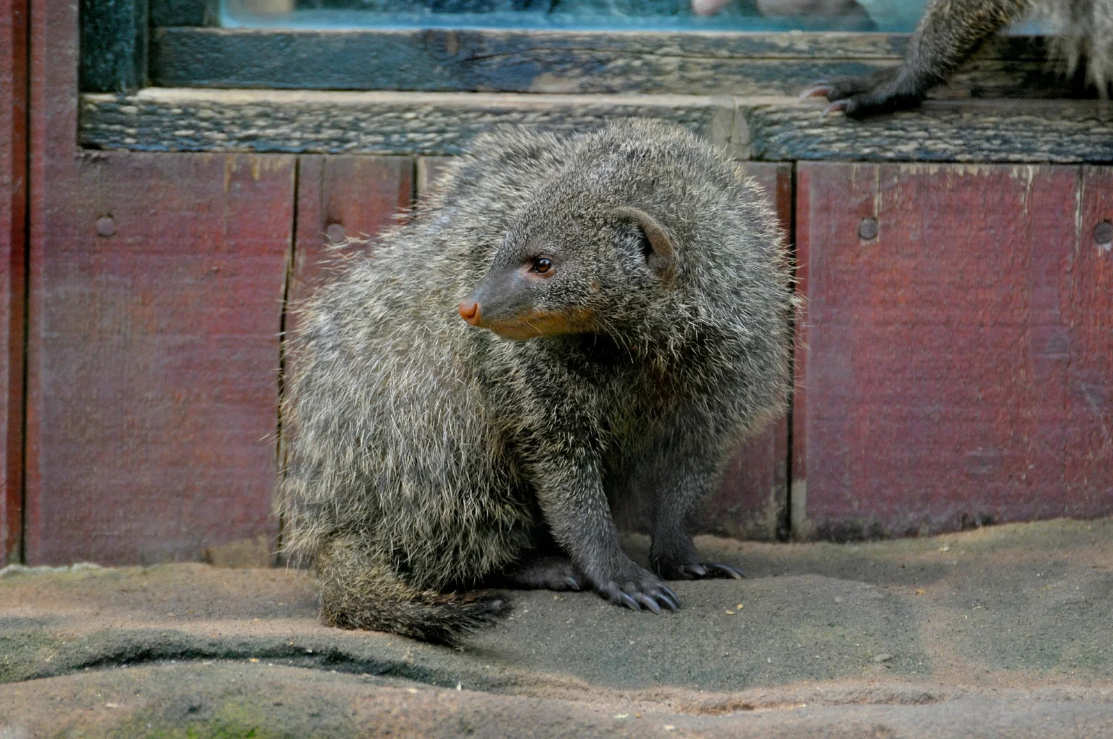 Colchester Zoological Society