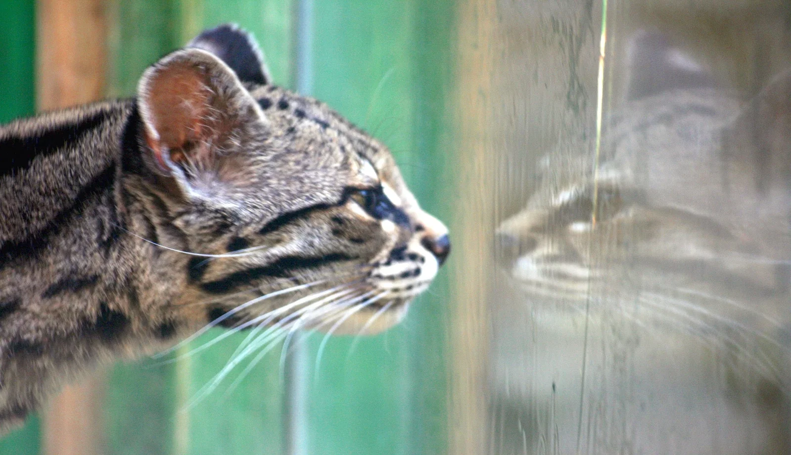 Colchester Zoological Society