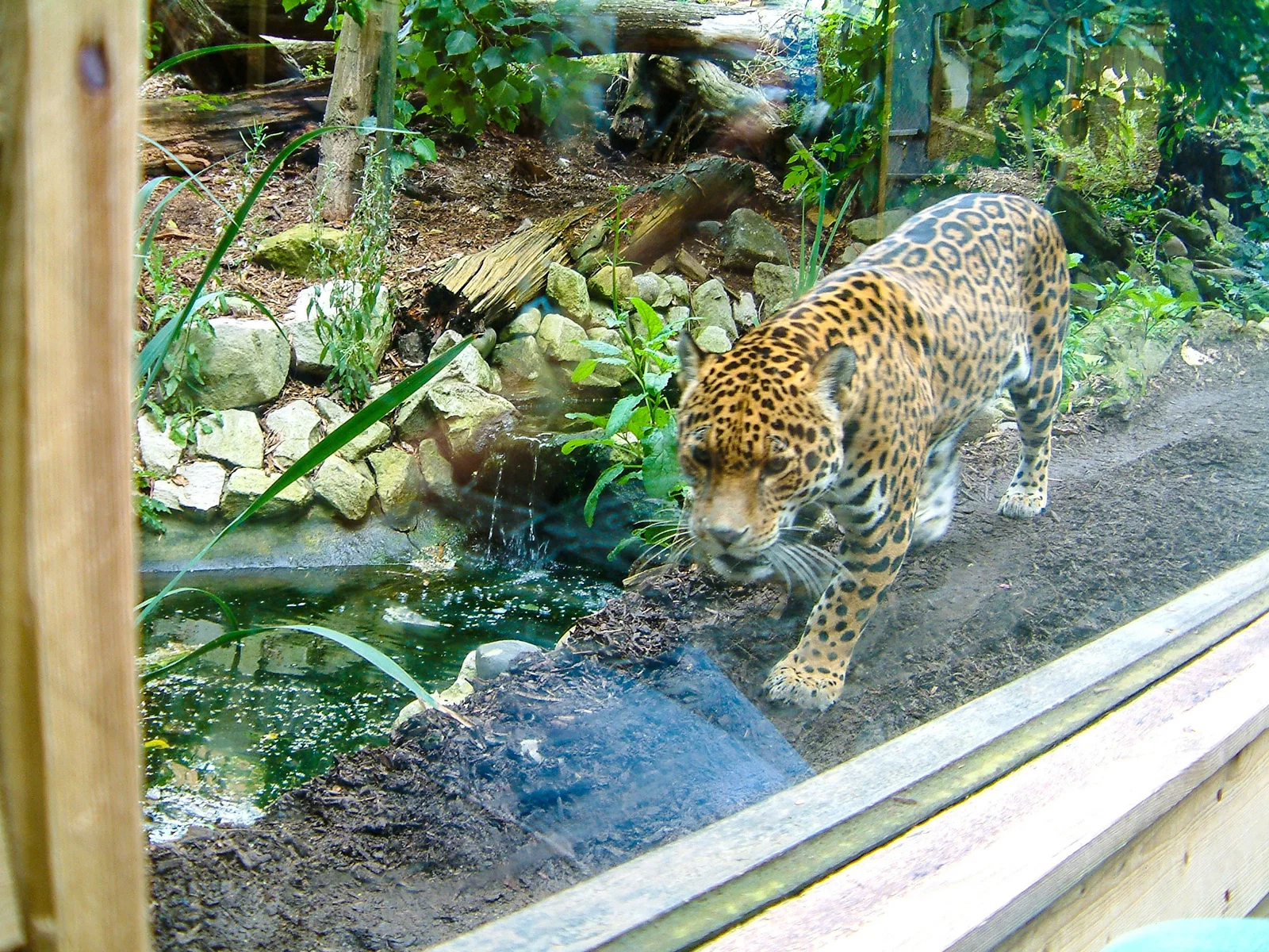 Colchester Zoological Society