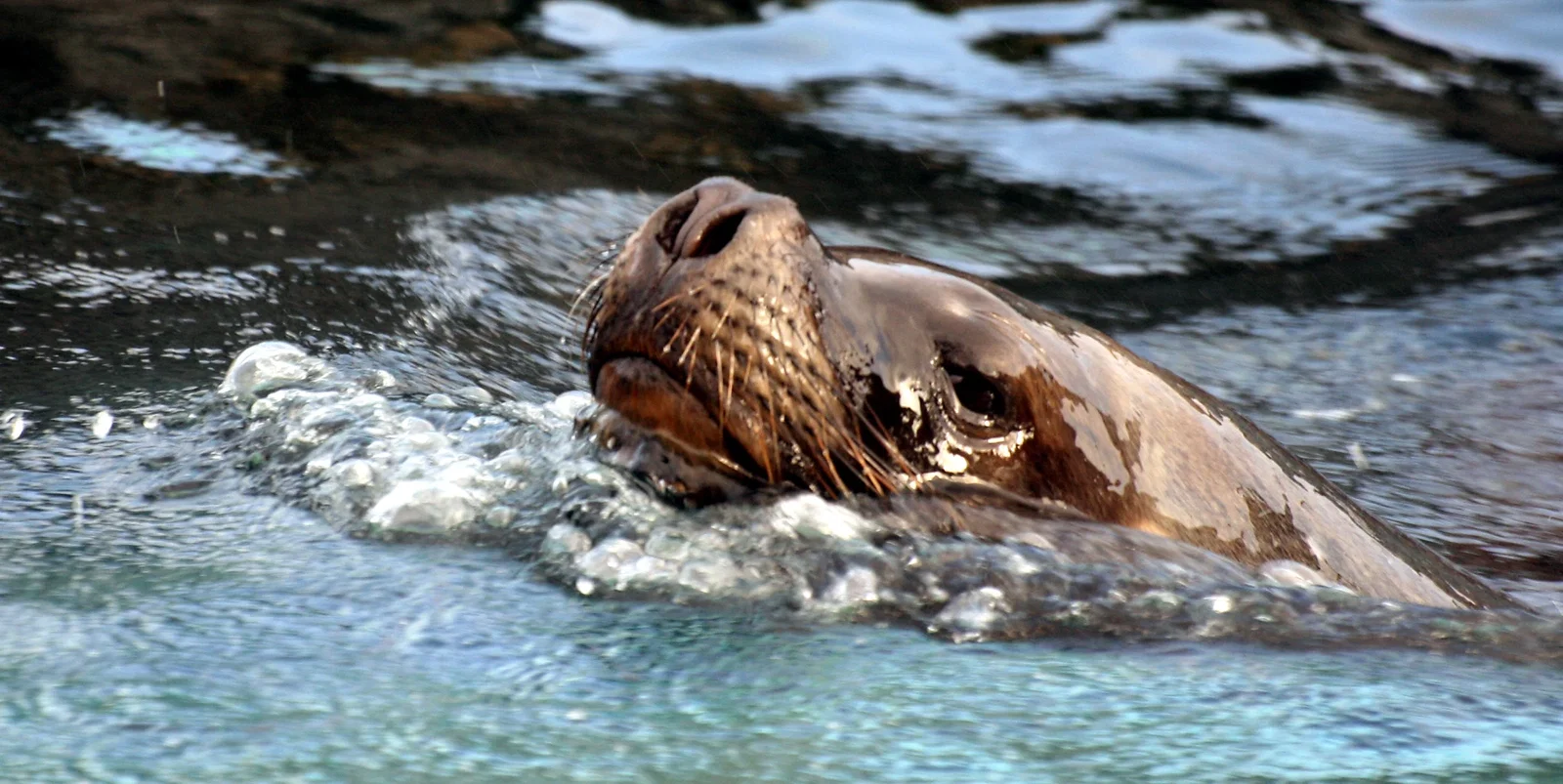 Colchester Zoological Society