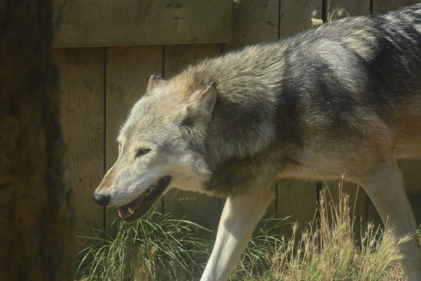 Colchester Zoological Society