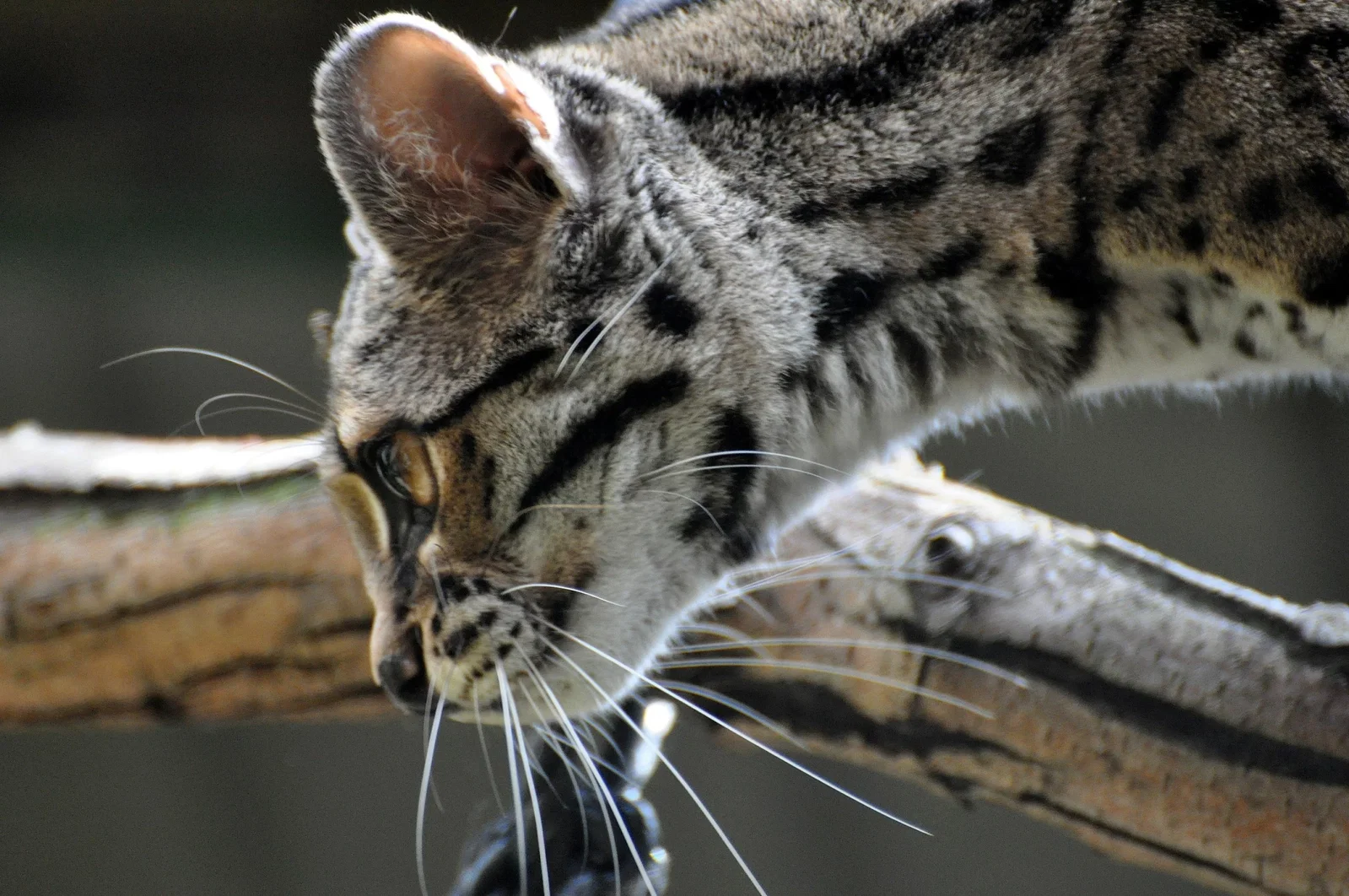 Colchester Zoological Society