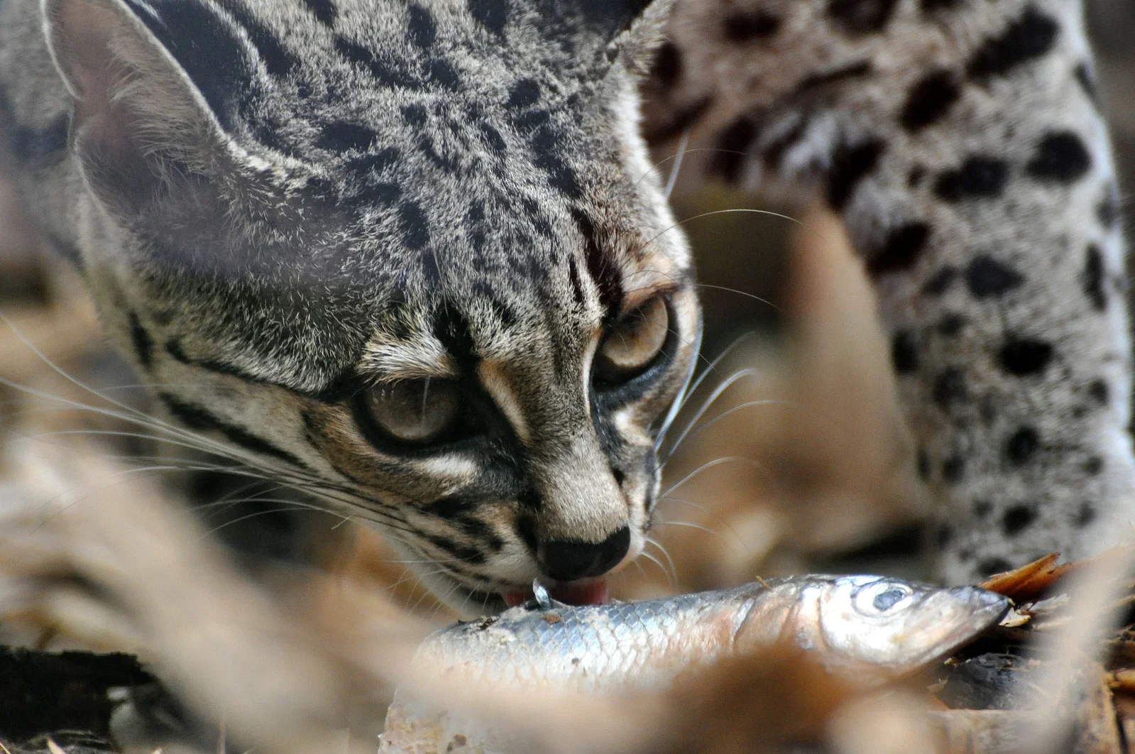 Colchester Zoological Society