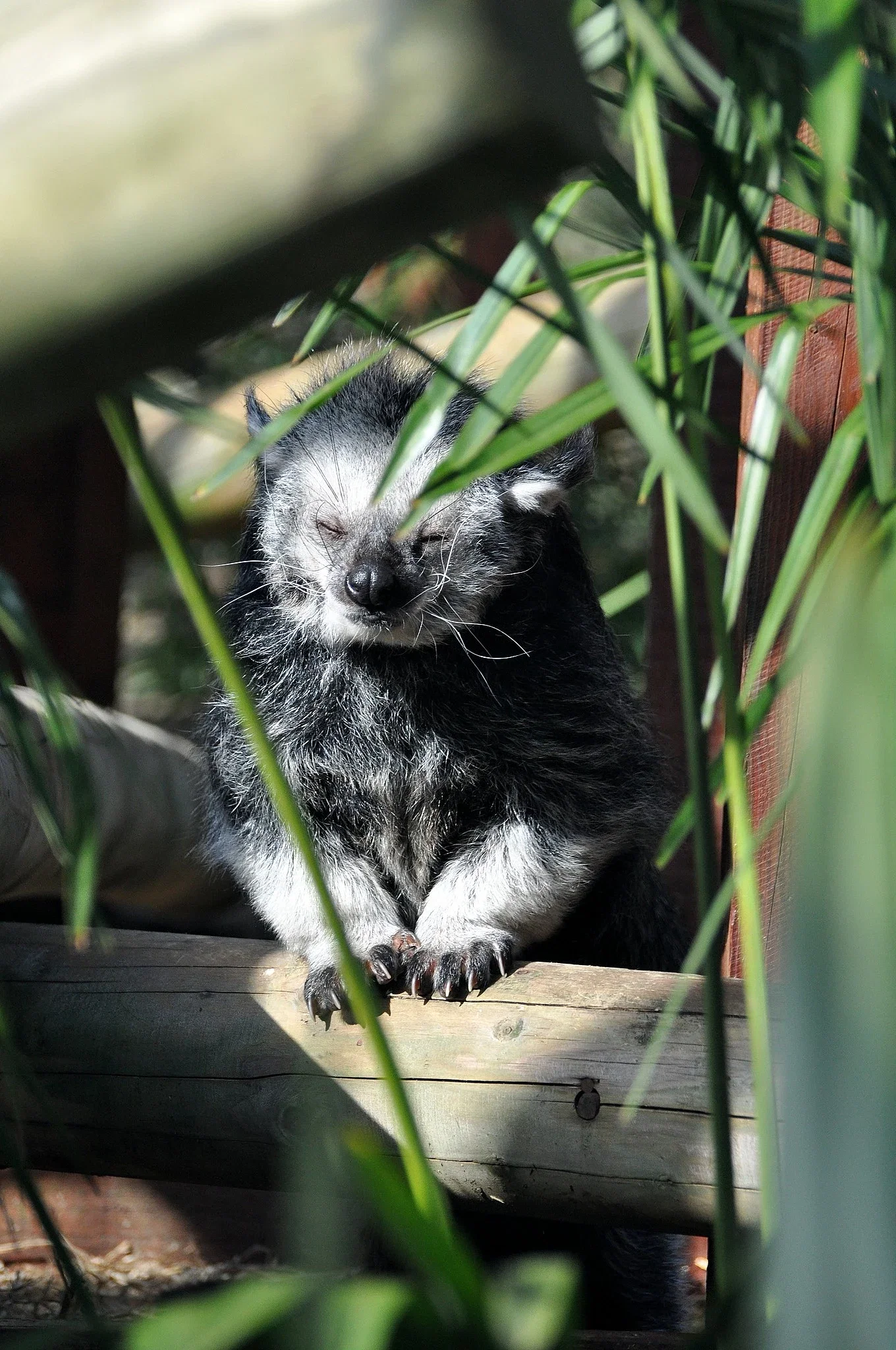 Colchester Zoological Society