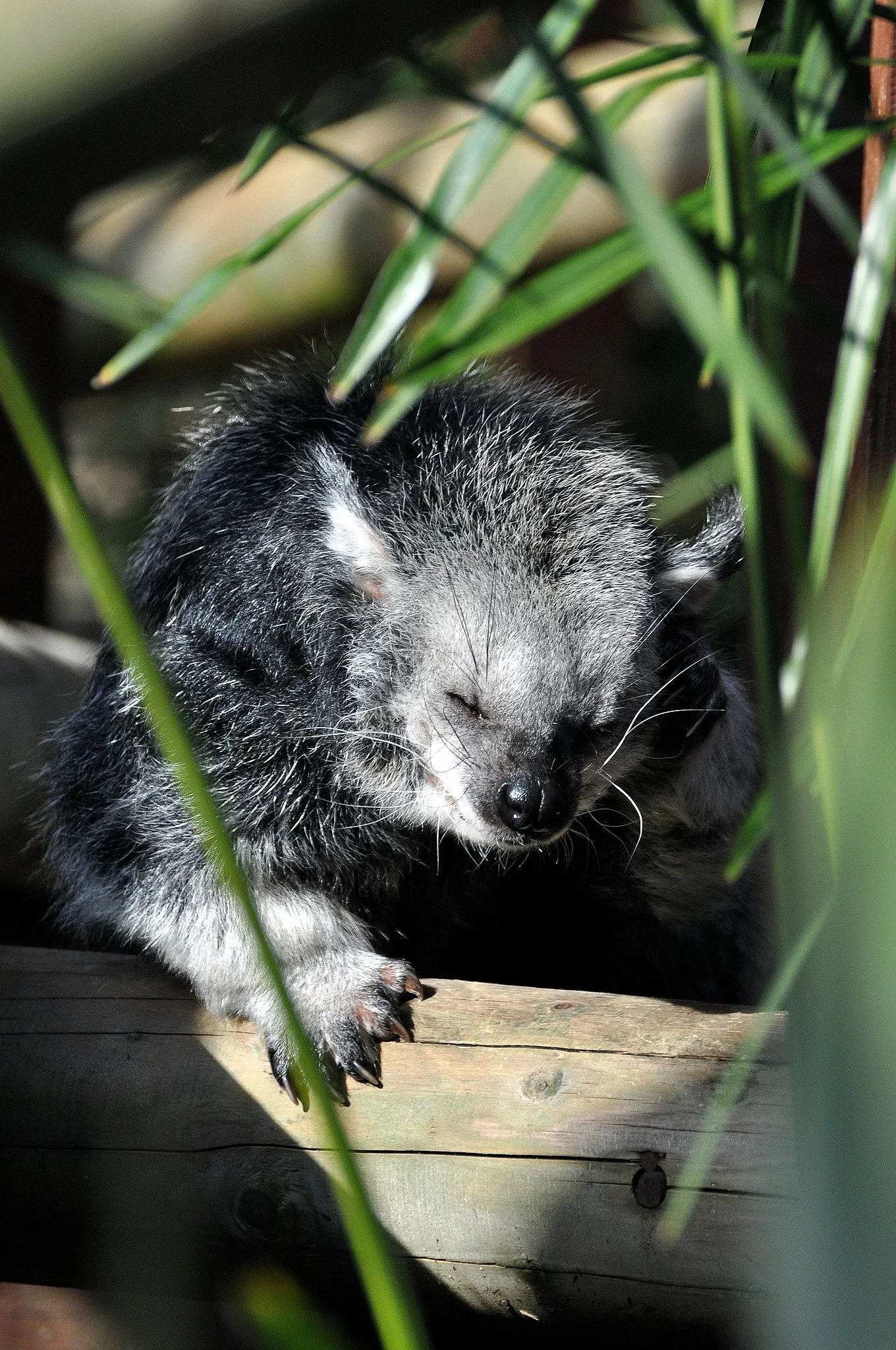 Colchester Zoological Society