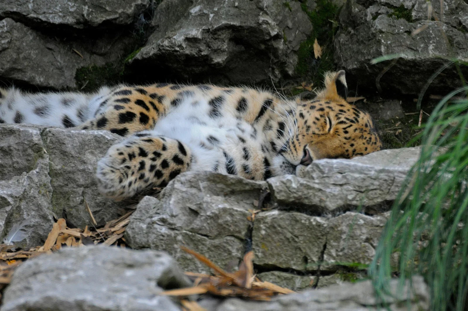 Colchester Zoological Society