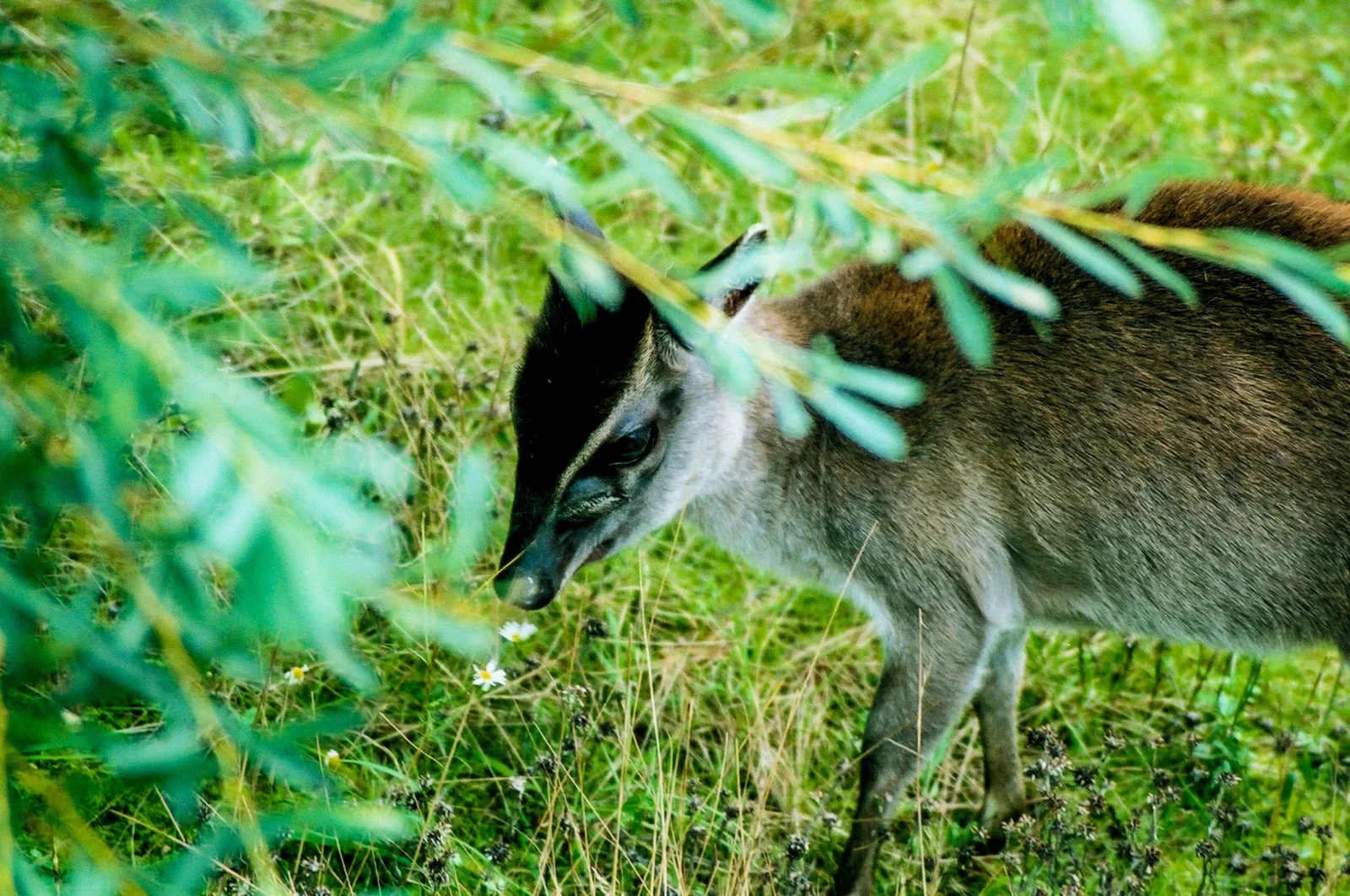 Colchester Zoological Society