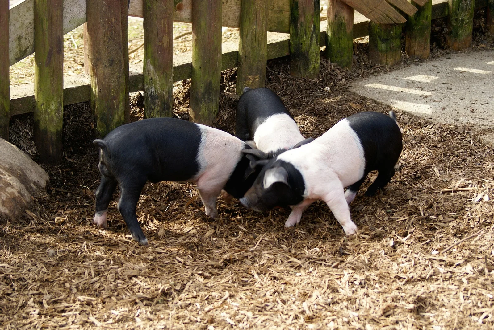 Colchester Zoological Society