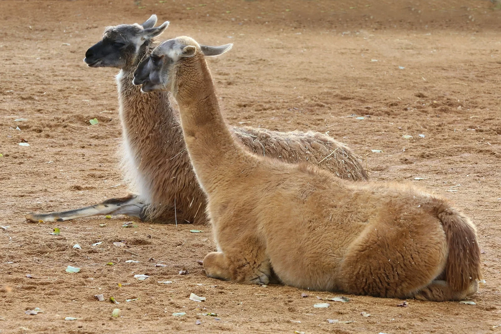 Colchester Zoological Society