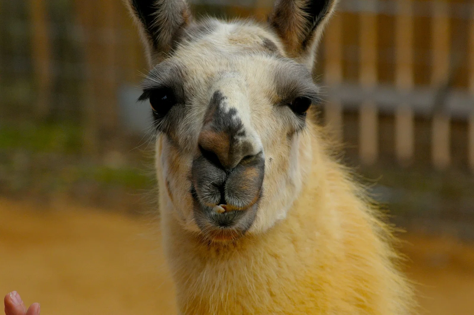 Colchester Zoological Society