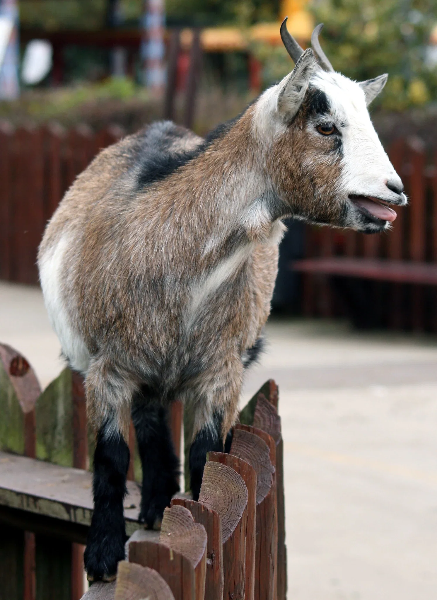 Colchester Zoological Society