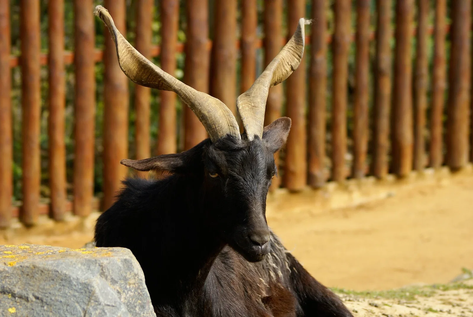 Colchester Zoological Society