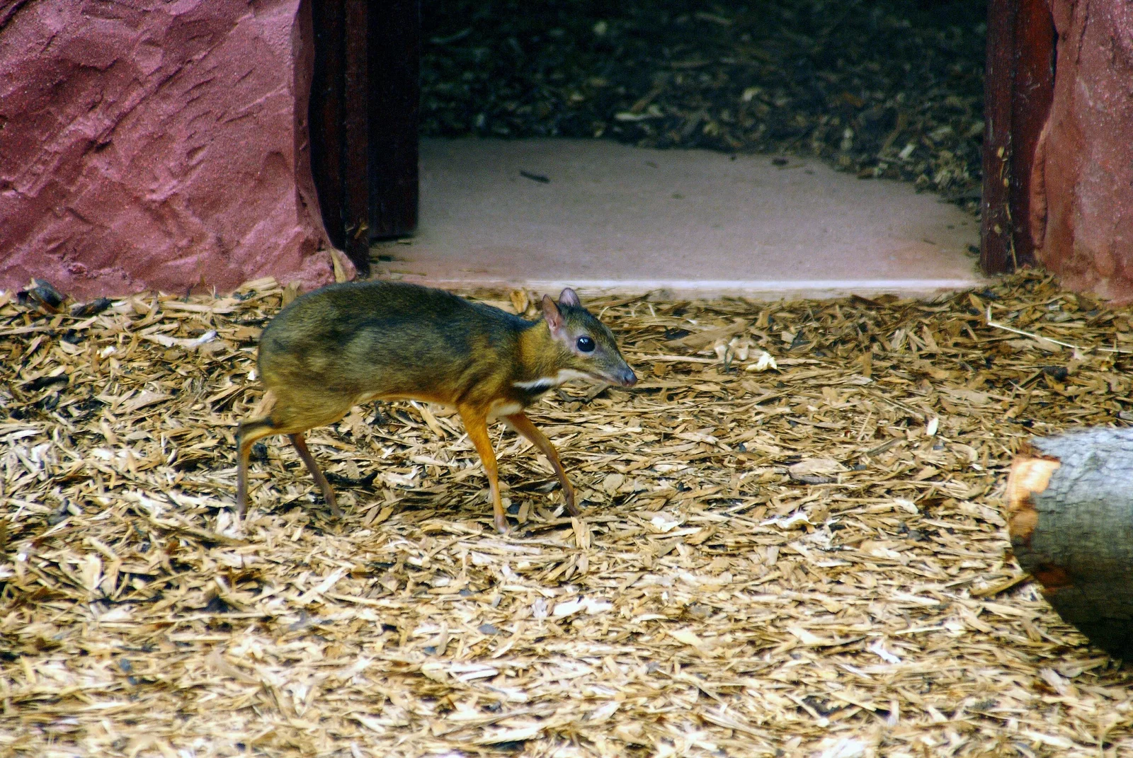 Colchester Zoological Society