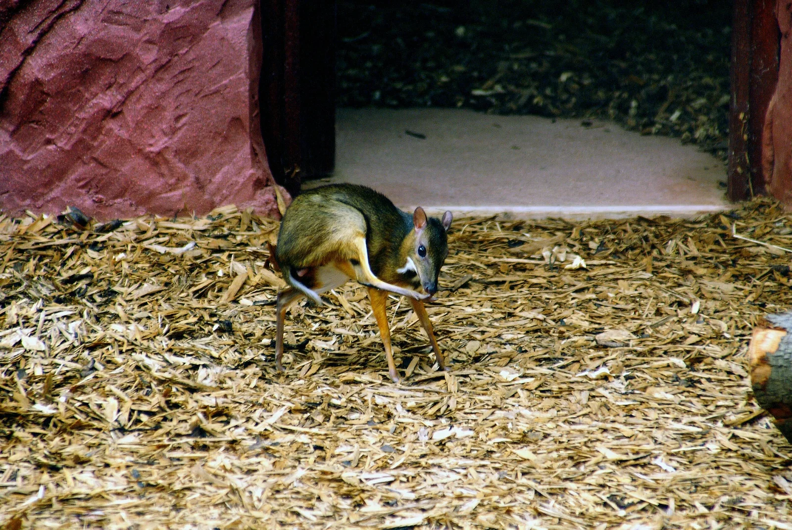Colchester Zoological Society