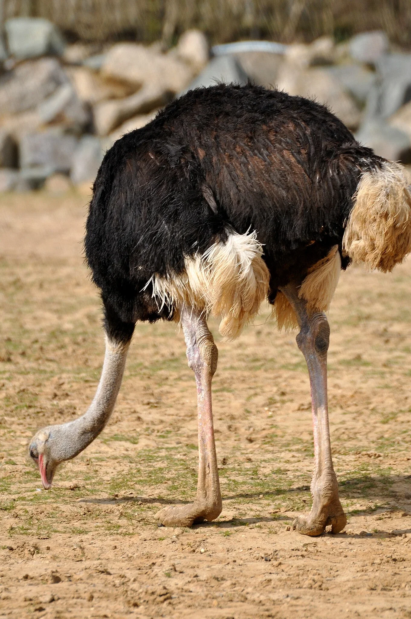 Colchester Zoological Society