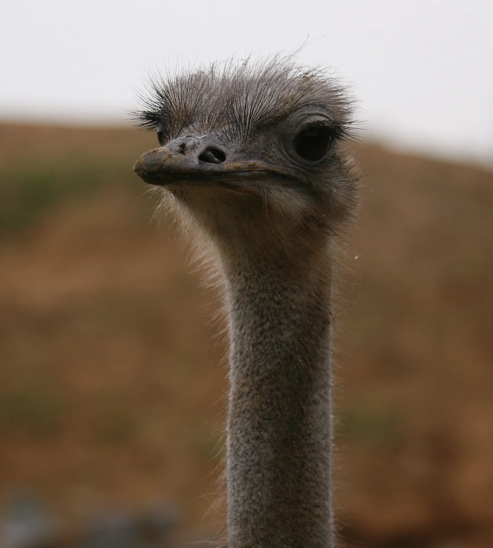 Colchester Zoological Society