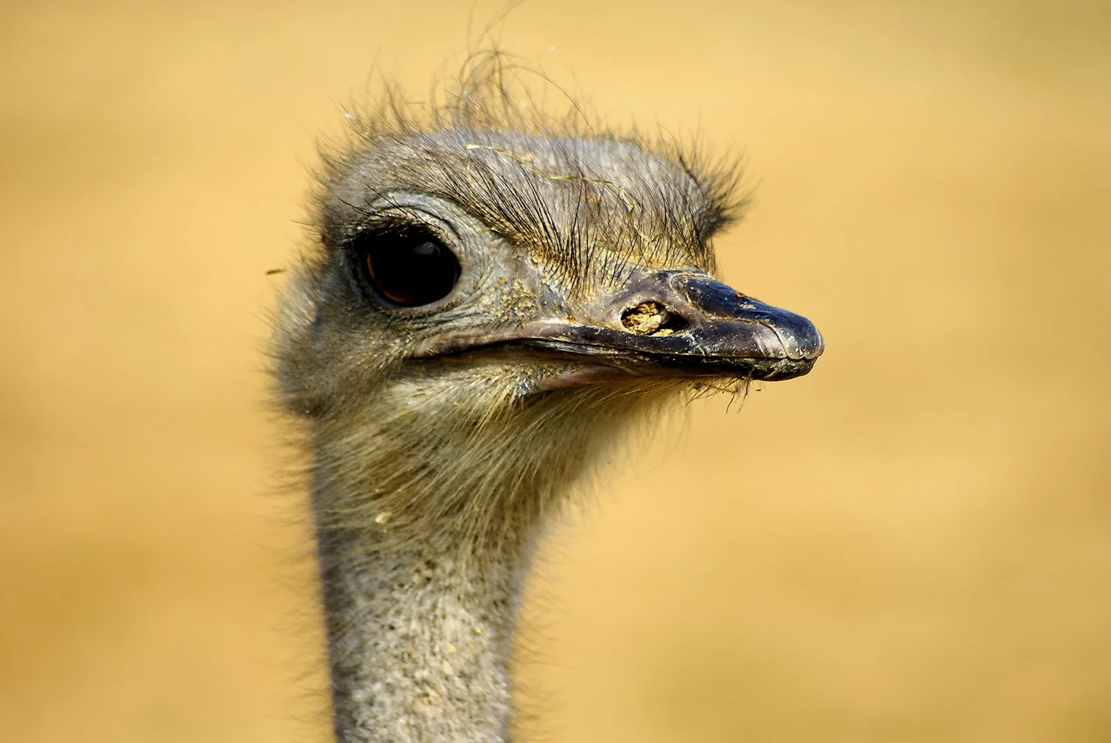 Colchester Zoological Society