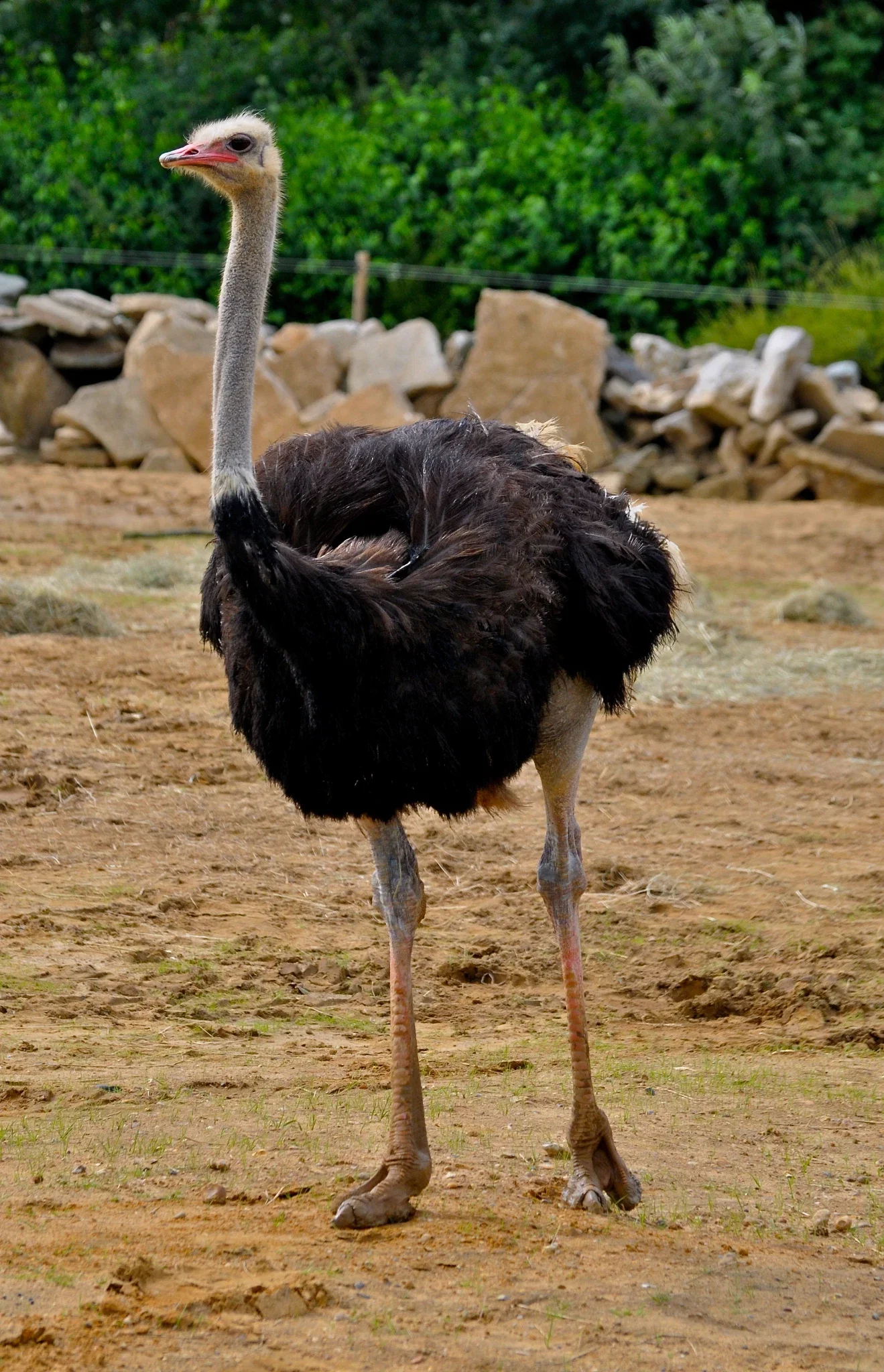 Colchester Zoological Society