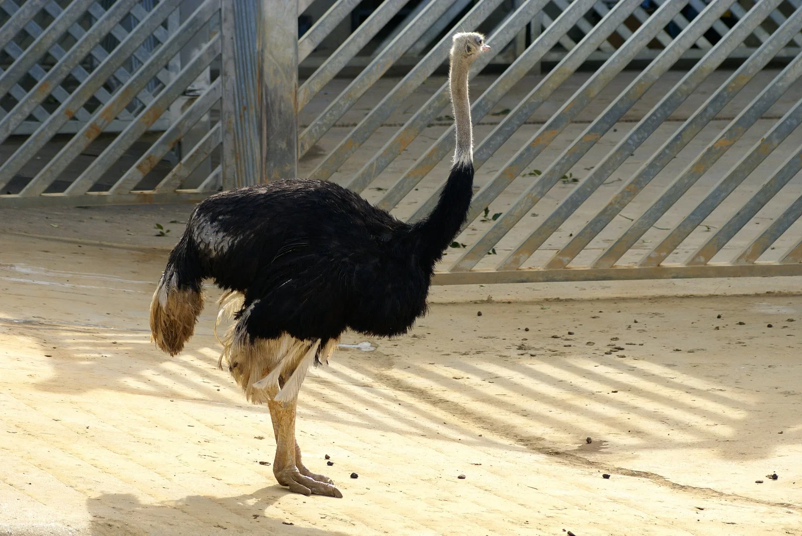 Colchester Zoological Society