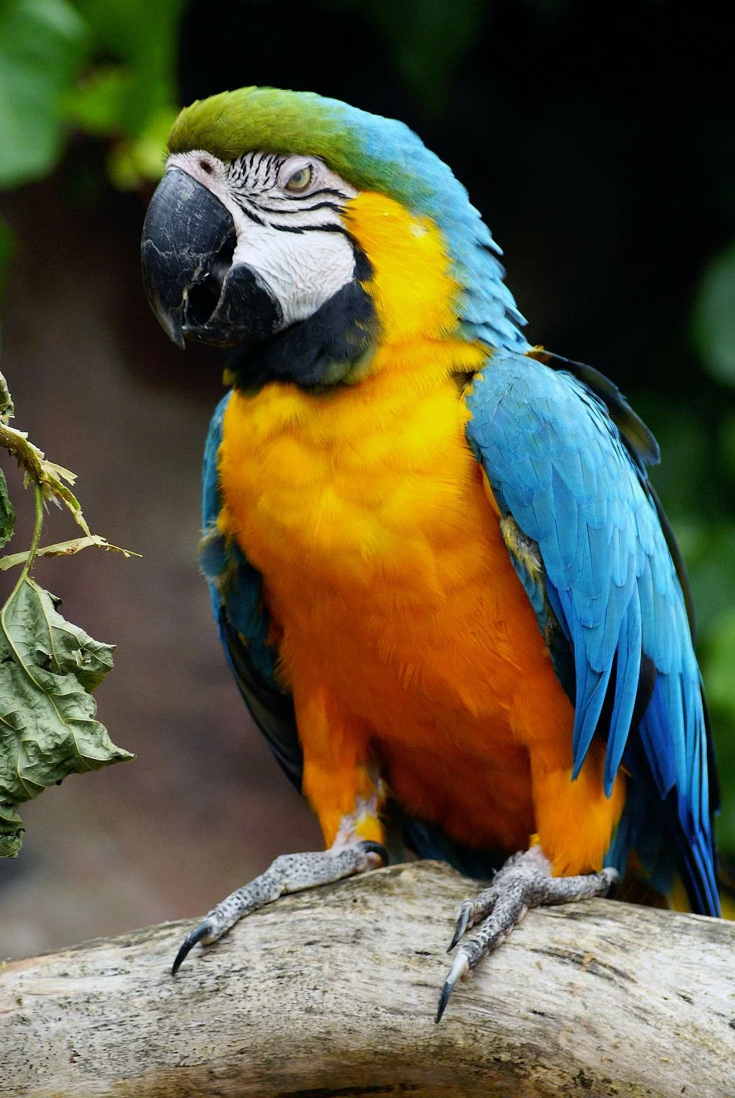 Colchester Zoological Society