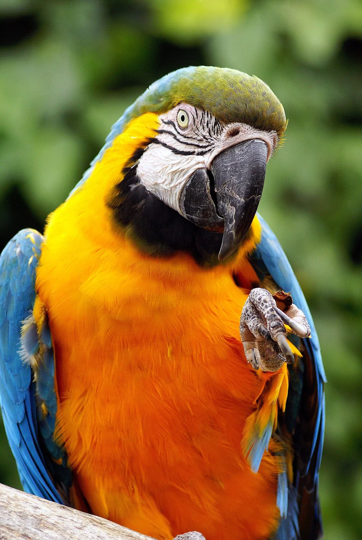 Colchester Zoological Society