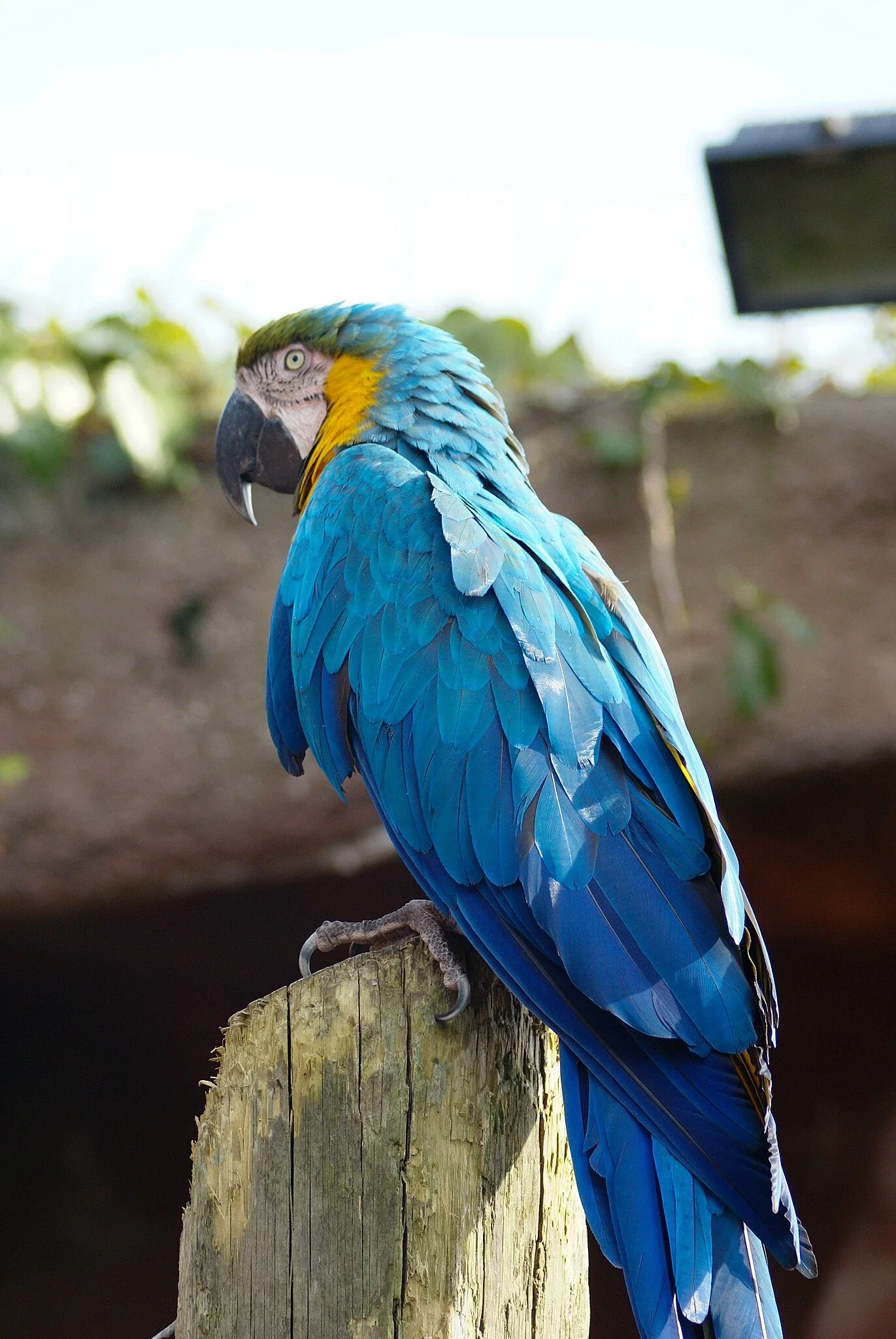 Colchester Zoological Society