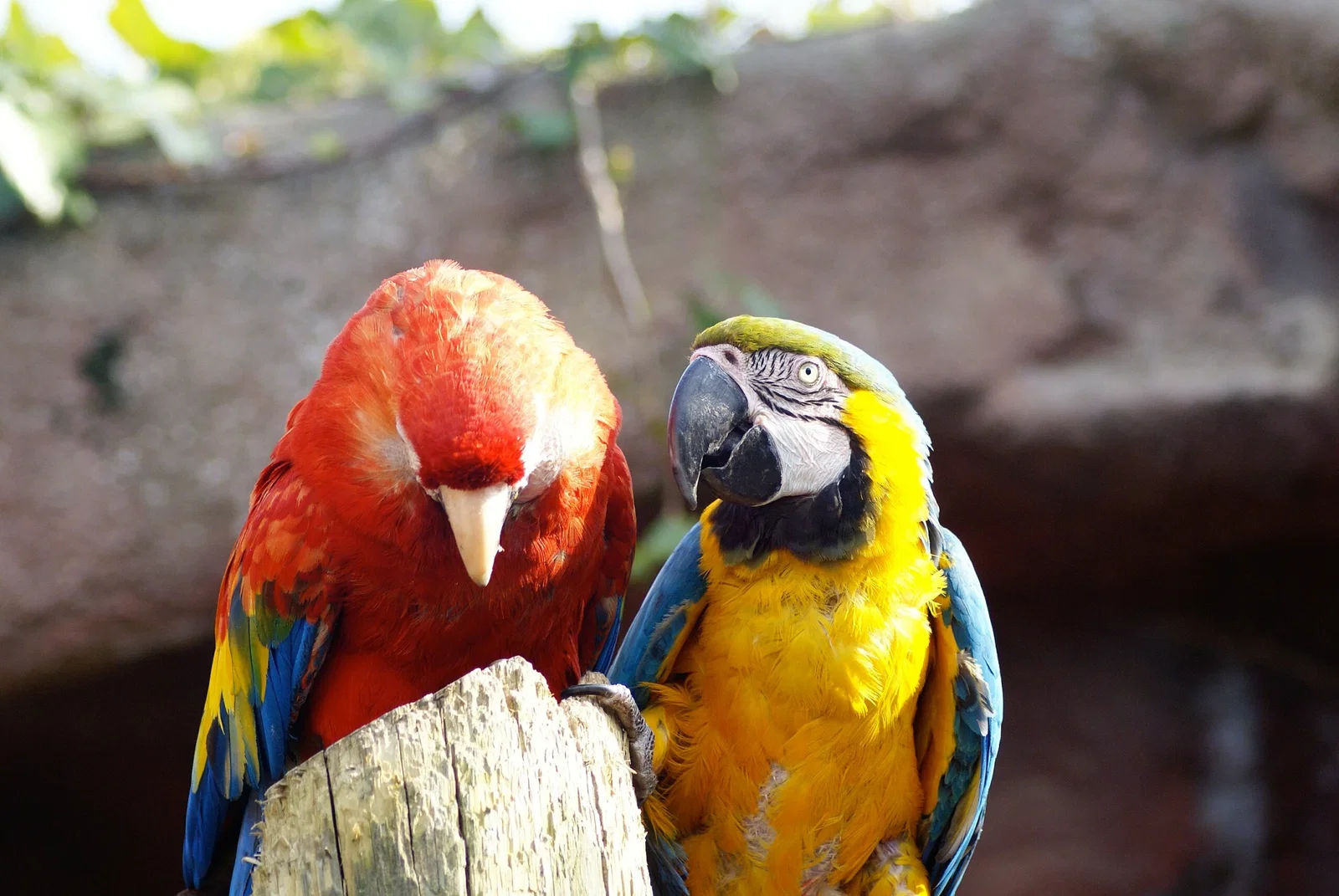 Colchester Zoological Society