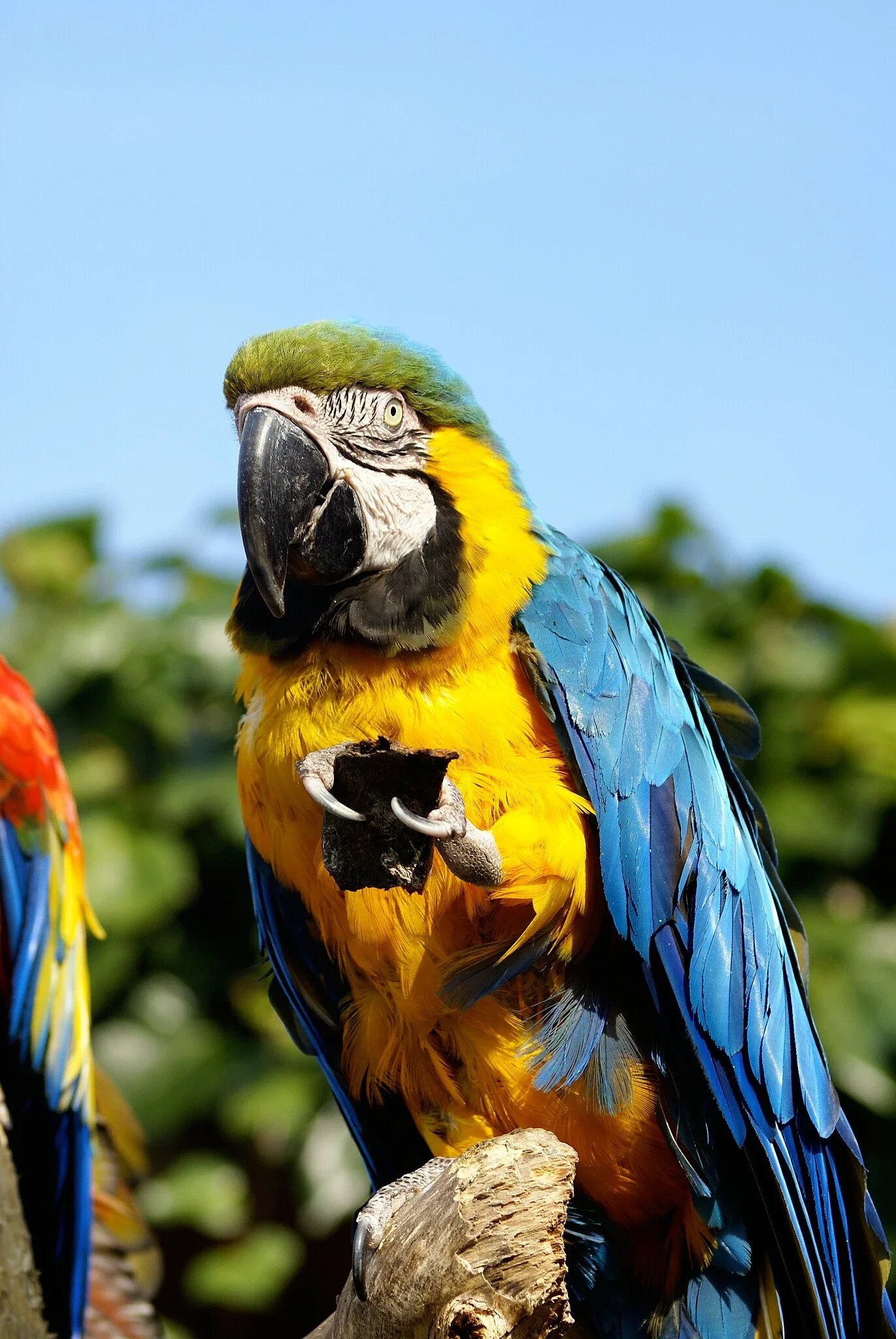 Colchester Zoological Society