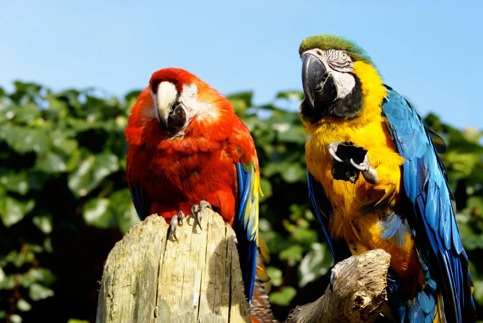 Colchester Zoological Society