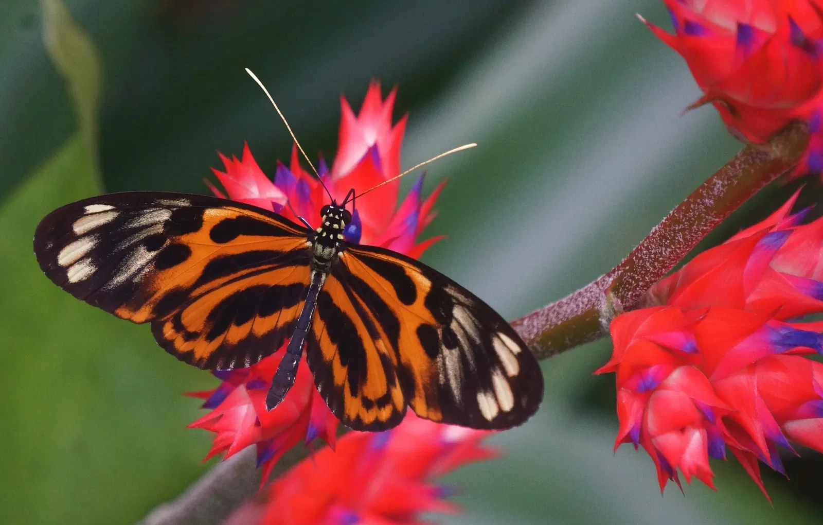 Frederik Meijer Gardens and Sculpture Park