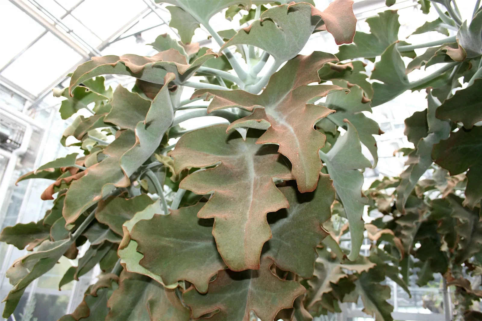 Frederik Meijer Gardens and Sculpture Park