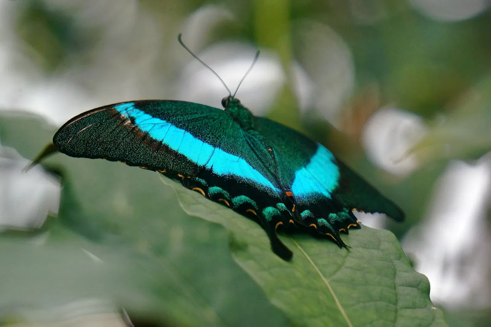 Frederik Meijer Gardens and Sculpture Park