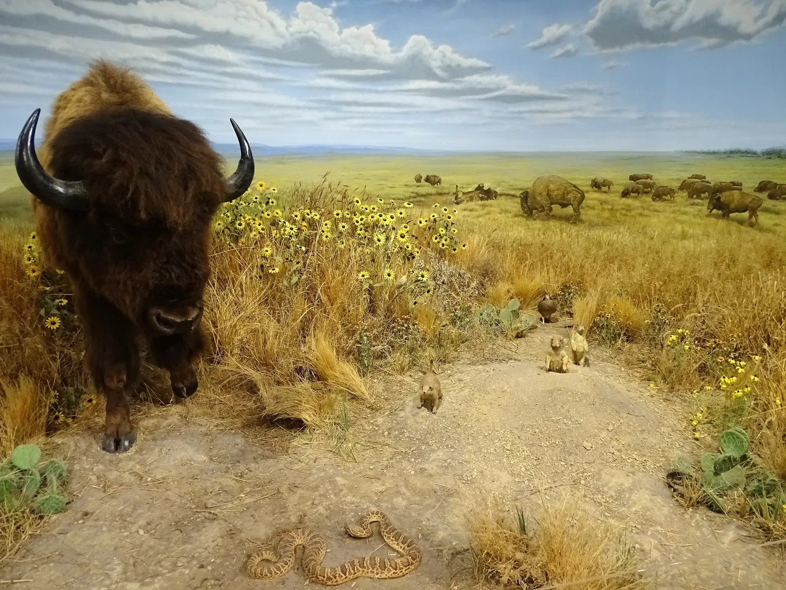 Kansas Museum of History