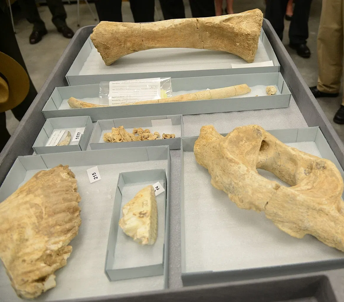 Waco Mammoth National Monument