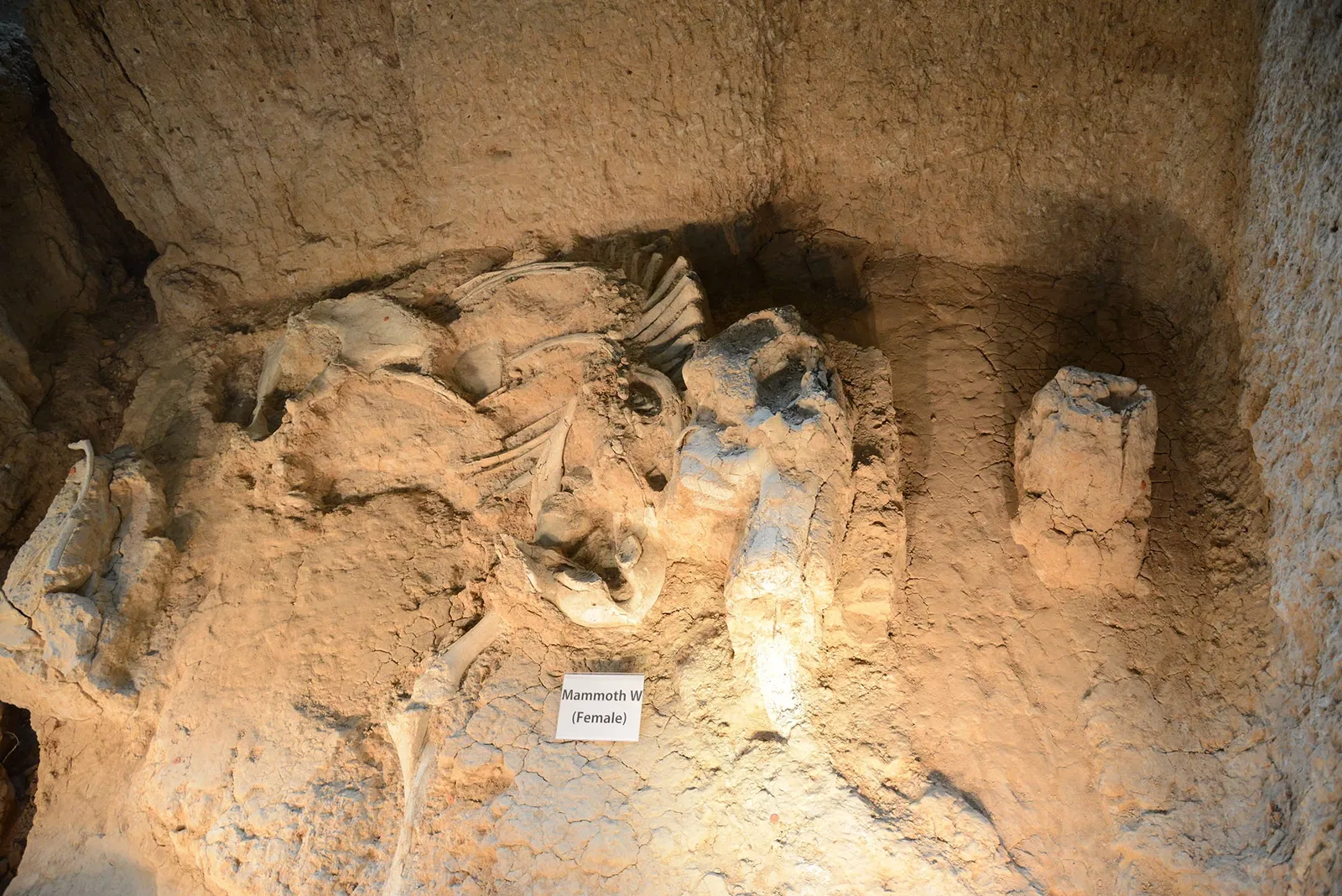 Waco Mammoth National Monument