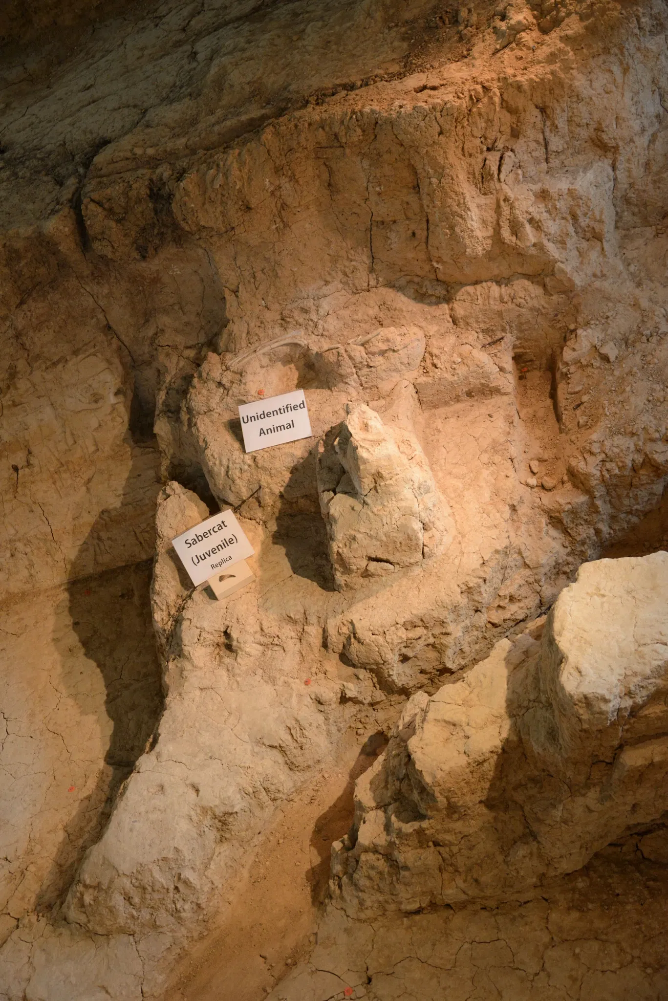 Waco Mammoth National Monument