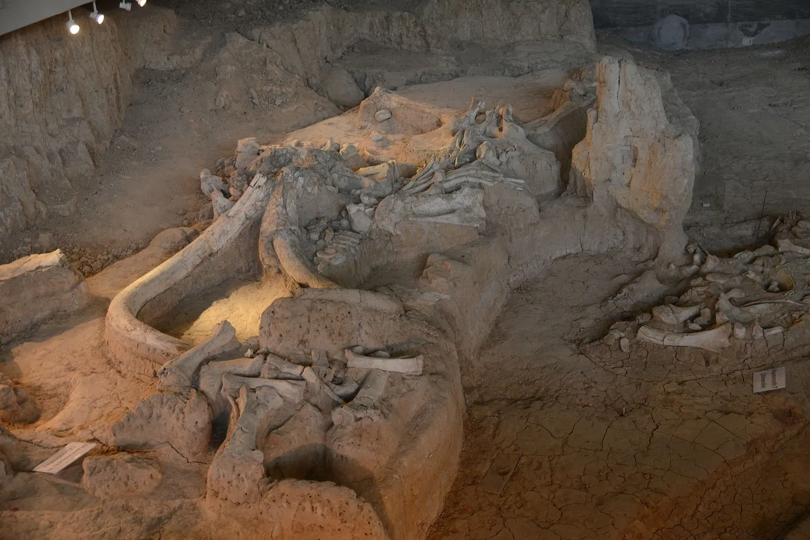 Waco Mammoth National Monument