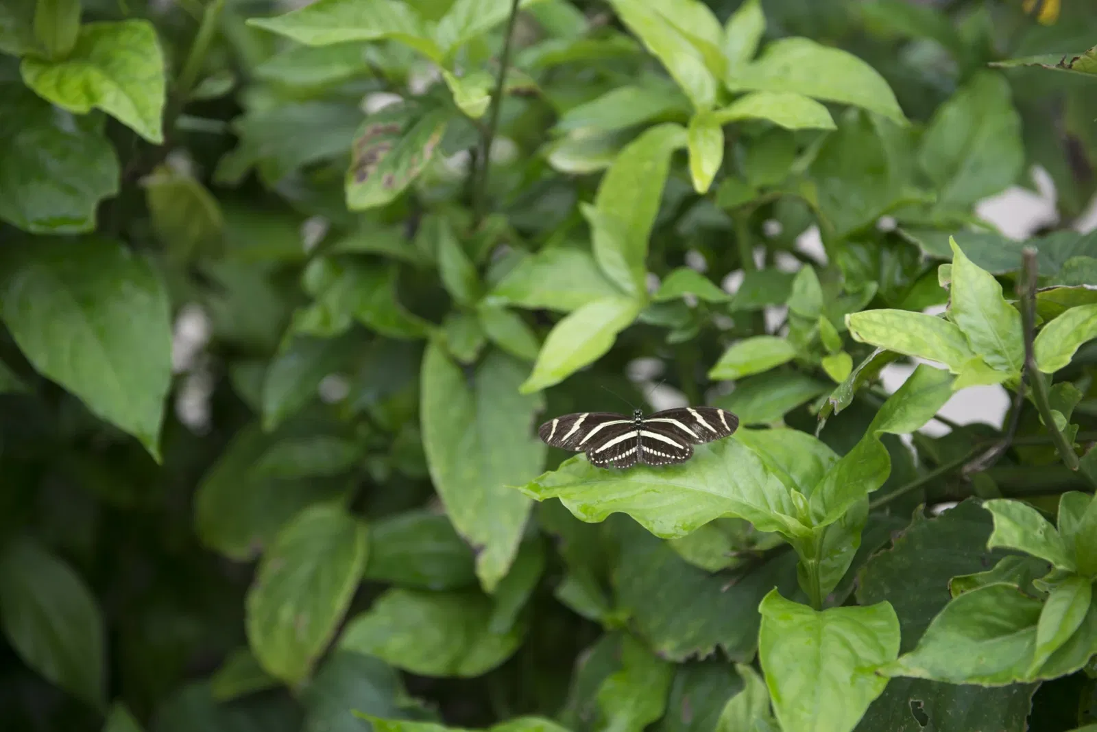 South Texas Botanical Gardens & Nature Center