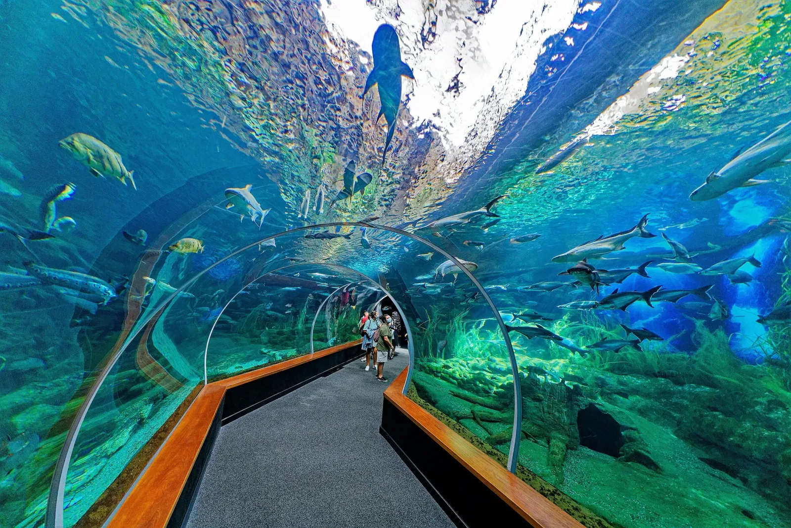 Poema del Mar - Aquarium Gran Canaria