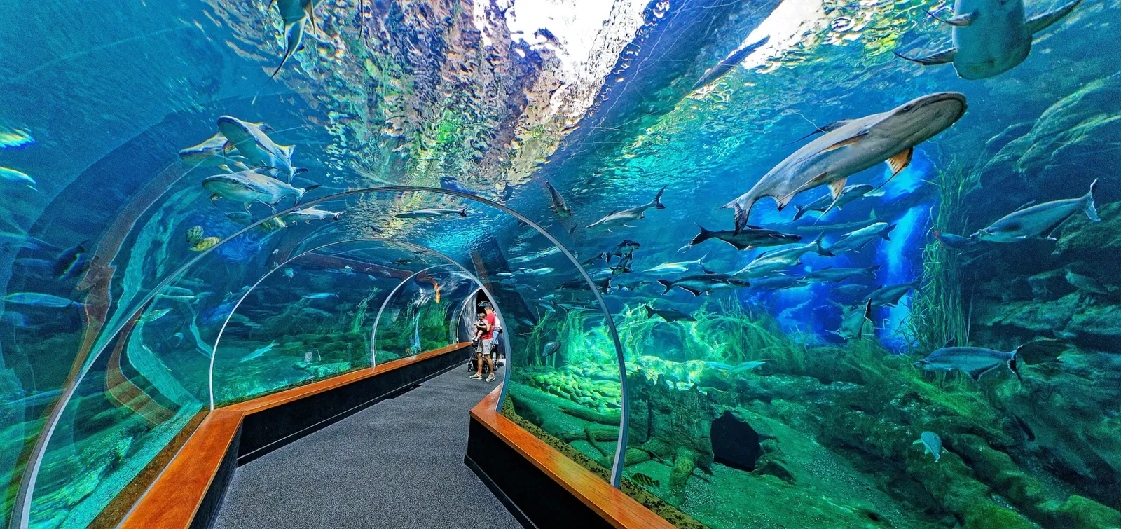 Poem of the Sea - Aquarium Gran Canaria