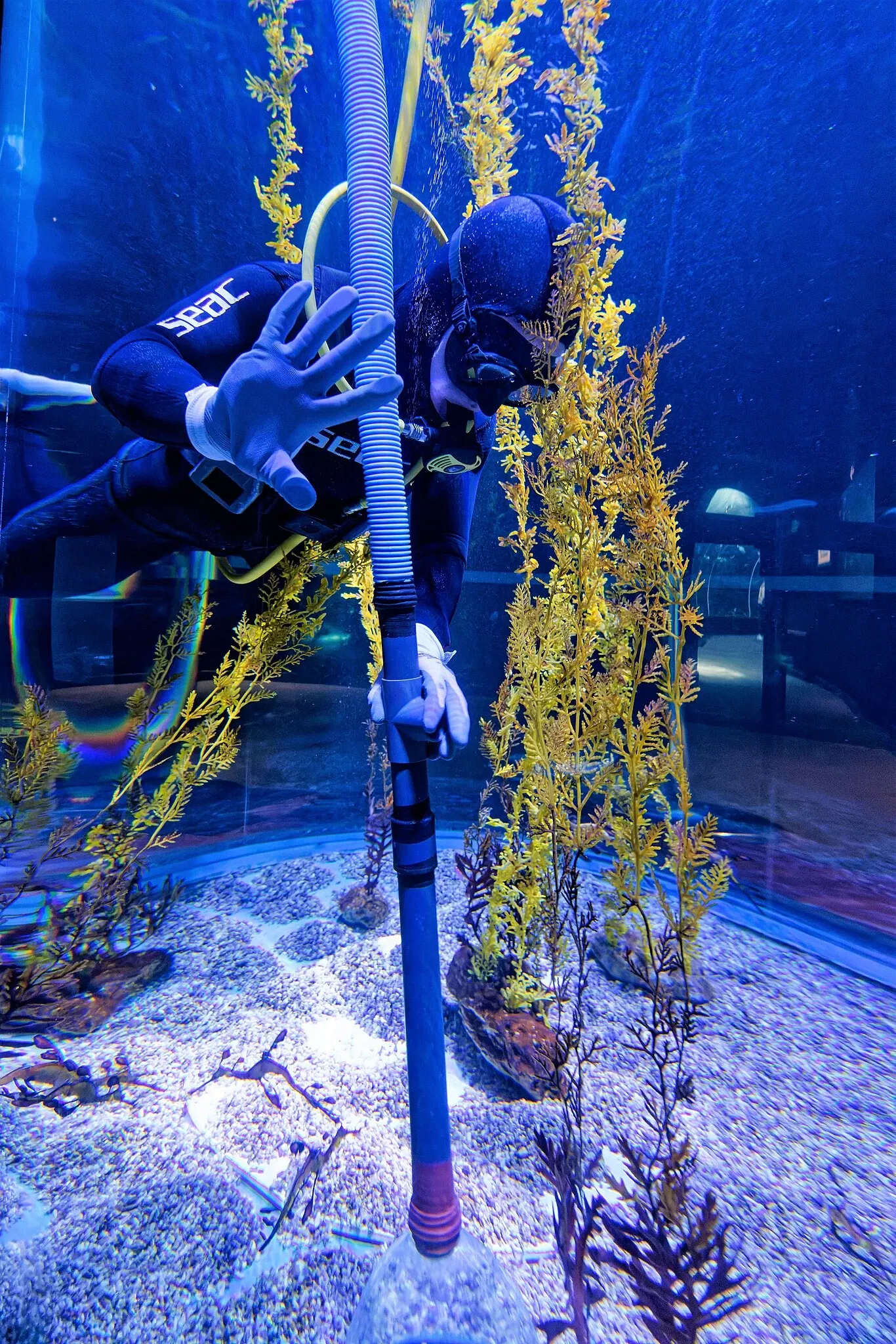 Poem of the Sea - Aquarium Gran Canaria